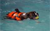 Sassy.  Owner Dee.  Sassy is a 4 year old Boxer, with hip dysplasia, who loves swimming.  Sassy started with a total of about 7 minutes on her first session, but has improved quickly and can now swim for over 21 minutes per session.  Dee says that Sassy is much fitter now and can stretch her legs out behind her, which should couldn't do a few months ago.  Dee loves swimming with her dogs so much that she is having a pool built for them all, when they move abroad next year!