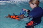 Genie swimmming as a puppy